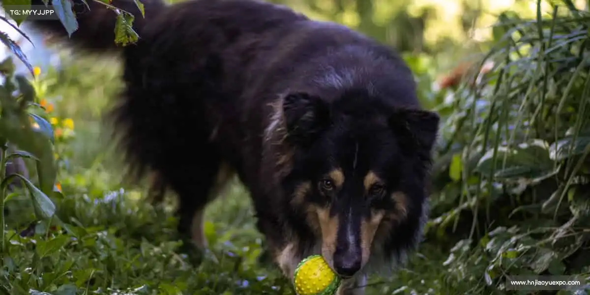 <strong>DB电竞官方网站</strong>🏓小球转动大梦想，拼搏成就每一刻！